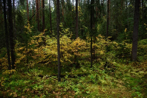 Barvy Podzimu Krajina Smíšený Les Barevné Listy Bylinky Začátku Podzimu — Stock fotografie