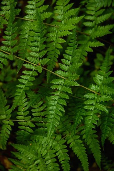 Fern Foglie Primo Piano Nella Foresta Taiga Nella Stagione Autunnale — Foto Stock