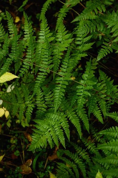 Hojas Helecho Primer Plano Bosque Taiga Temporada Otoño —  Fotos de Stock