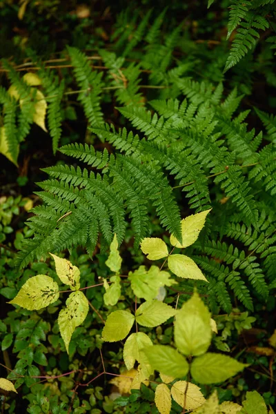 Kapradinové Listy Zblízka Tajze Lesa Podzimní Sezóně — Stock fotografie