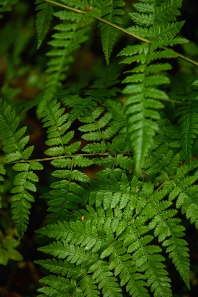 Samambaia Deixa Close Floresta Taiga Temporada Outono — Fotografia de Stock