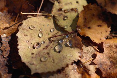Yakın plan. Kurumuş sonbahar yaprakları ormanda yerde çiğ damlalarıyla.