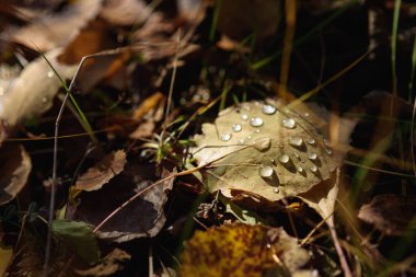 Yakın plan. Kurumuş sonbahar yaprakları ormanda yerde çiğ damlalarıyla.