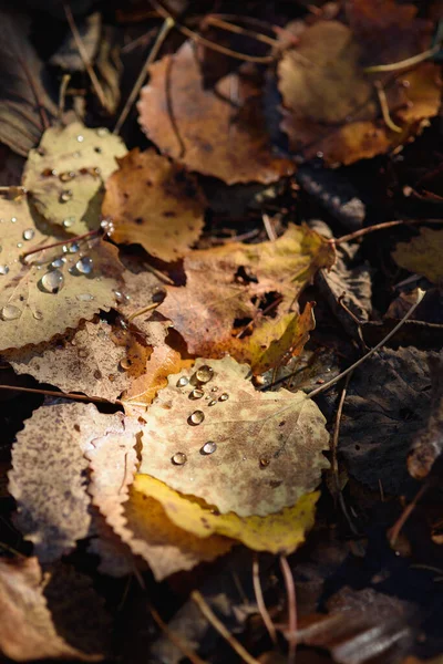 Close Old Withered Autumn Foliage Ground Forest Dew Drops — Stock Photo, Image