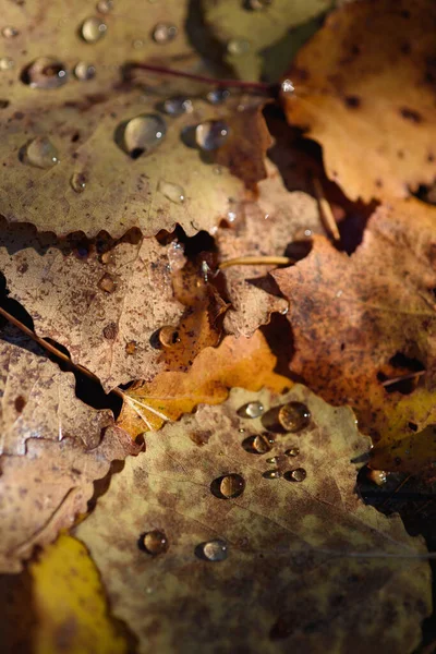 Крупный План Старая Сухая Осенняя Листва Земле Лесу Капли Росы — стоковое фото