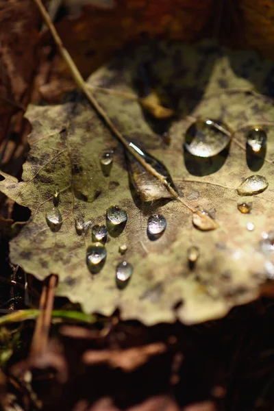 接近中だ 露滴と森の中の地面に古い枯れた秋の葉 — ストック写真