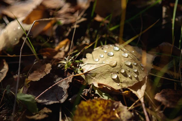 Een Close Oud Verwelkt Herfstblad Grond Het Bos Met Dauwdruppels — Stockfoto