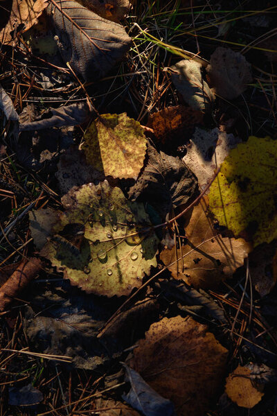 Close-up. Old withered autumn foliage on the ground in the forest with dew drops.