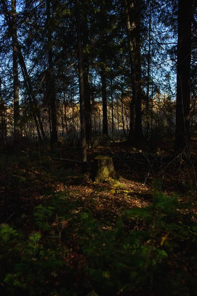 Ένα Παλιό Κούτσουρο Κατάφυτο Βρύα Πυκνό Σκιασμένο Δάσος Φωτισμένο Από — Φωτογραφία Αρχείου