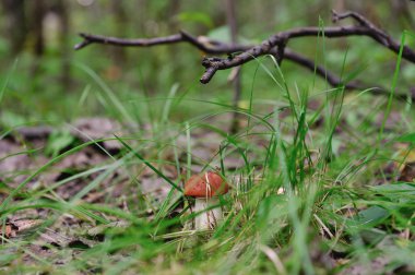 Turuncu kapak boletus yakın çekim