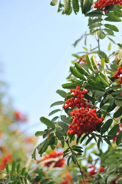 Mountain ash — Stockfoto