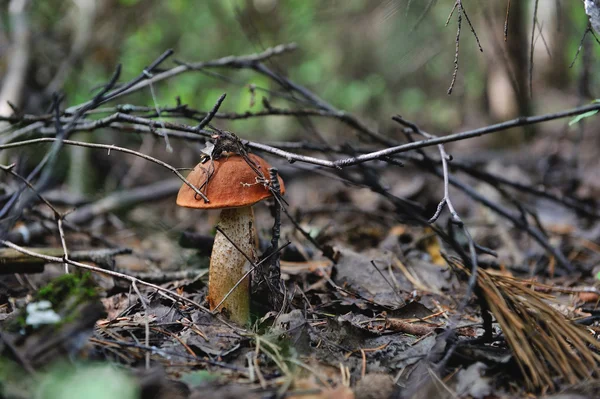 Orange Mössa Boletus Närbild — Stockfoto