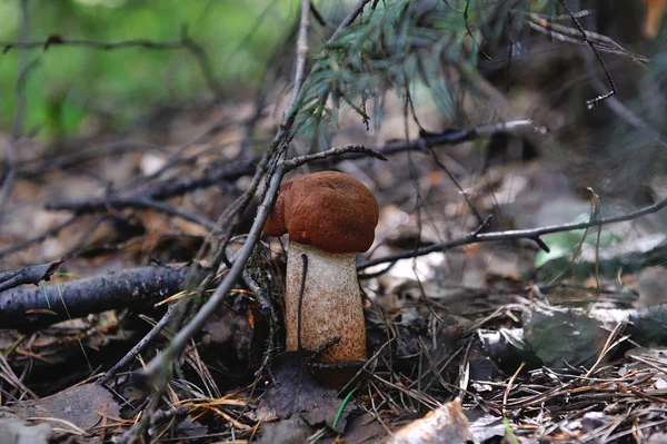 Tapa boletus naranja — Foto de Stock