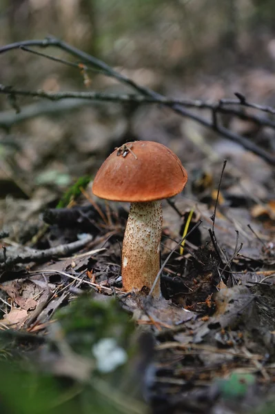 Orange mössa karljohansvamp — Stockfoto