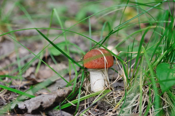 Orange Cap Boletus Close — Stock Photo, Image