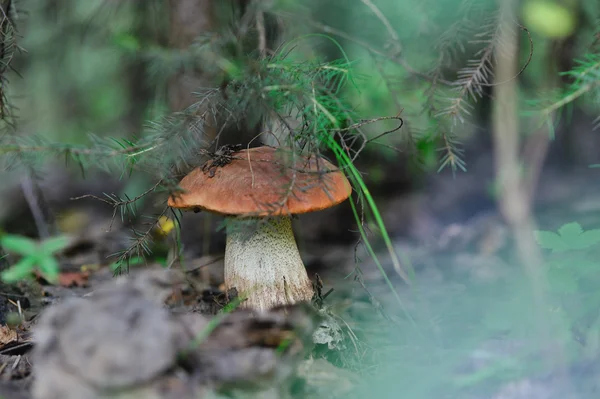 주황색 모자 boletus — 스톡 사진