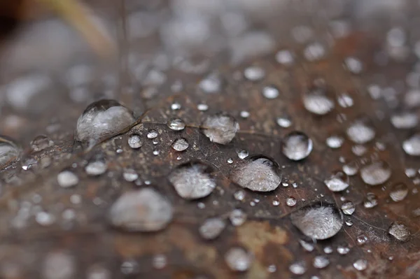 Заморожені Краплі Води Осінньому Листі Крупним Планом — стокове фото