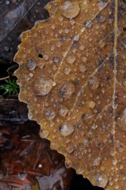 Donmuş damlacıklar su üzerinde düşen sonbahar yaprakları. Yakın çekim.