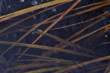 Gölün yüzeyinde geç sonbaharda görüntülemek