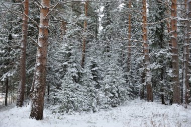 orman manzaralı kışlık kar kaplı.