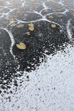 Donmuş nilüferler yapraklar donmuş gölün yüzeyinde.