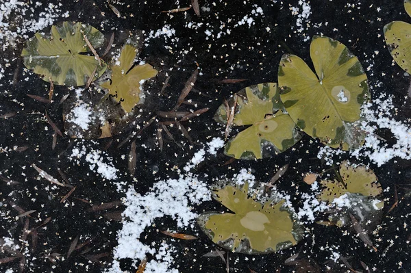 Gefrorene Seerosen Blättern Auf Der Oberfläche Des Gefrorenen Sees — Stockfoto