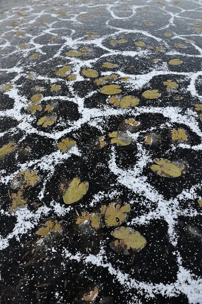 Folhas Lírios Aquáticos Congelados Superfície Lago Congelado — Fotografia de Stock