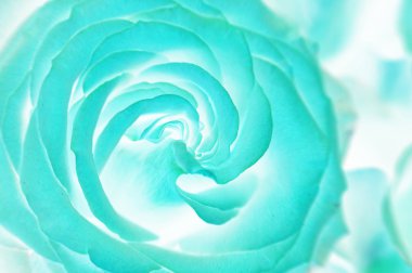 Asit gül buketi. Soyut