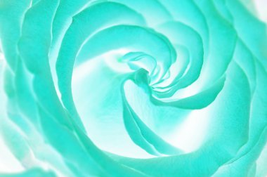 Solmuş gül buket kapatın. Asit mavi. Soyut