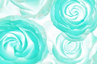 Asit gül buketi. Soyut