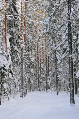 Wildwood kışın.