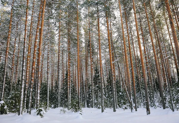Wildwood kışın.