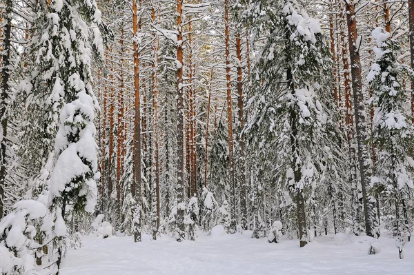 Inverno nel bosco selvatico . — Foto Stock