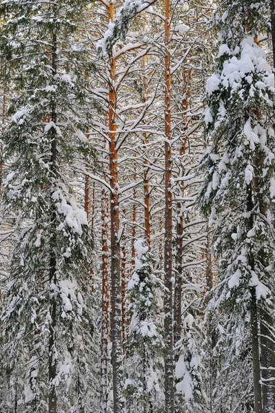 Inverno nel bosco selvatico . — Foto Stock