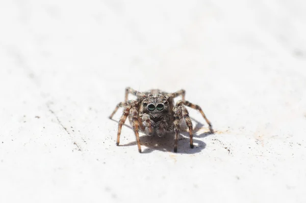 Salta-aranha — Fotografia de Stock