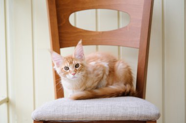 Maine Coon