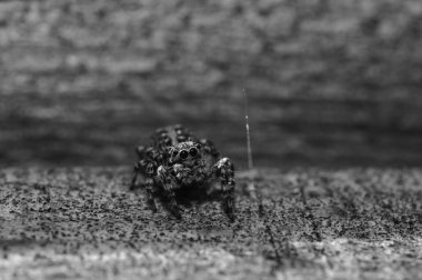 jumper örümcek fotoğrafı kapatın