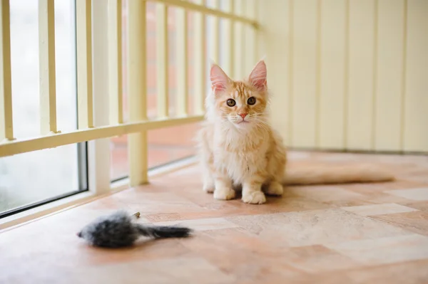 Maine coon — Stock Photo, Image