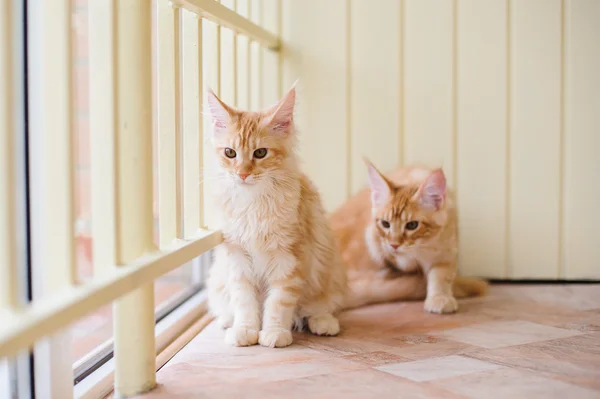 Maine coon — Stock Photo, Image