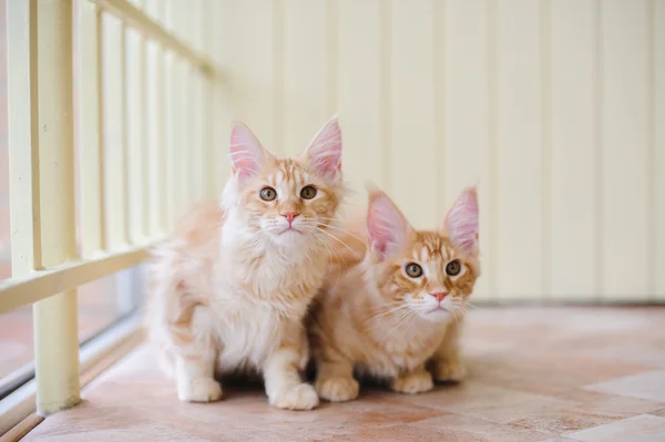 Maine coon — Stock Photo, Image