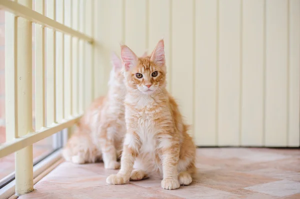 Maine Coon — Stockfoto