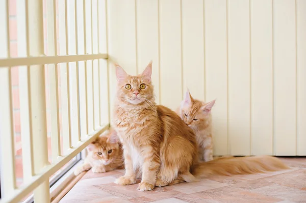 Maine coon familj — Stockfoto