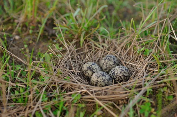 Pewits eieren — Stockfoto