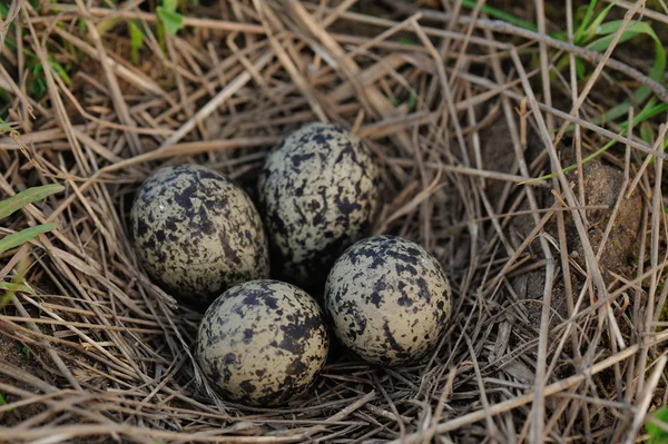 Pewits eggs — Stock Photo, Image