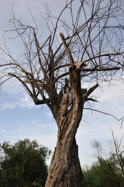 eski ağaç
