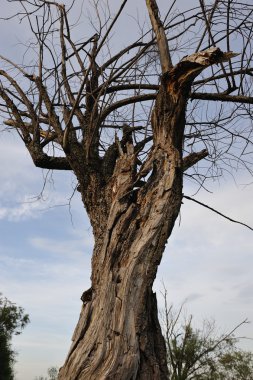 eski ağaç