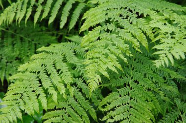 Yeşil fern. arka kapatmak.