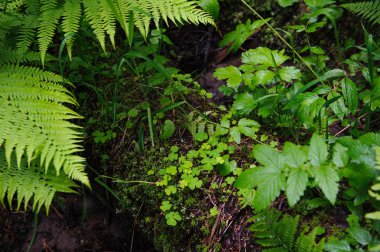 Oxalis ormana yakın çekim.