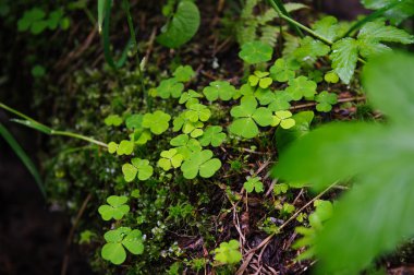 Oxalis doğal ortamda.