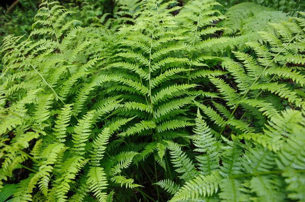 緑のシダ 背景を閉じる — ストック写真